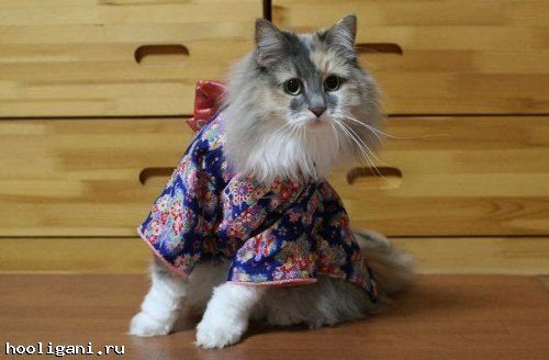 <br />
				Новый фототренд в Японии: кошки в кимоно (21 фото)<br />
							