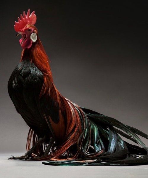 Петухи и курицы, которые в фотографиях Маттео Транкеллини похожи на супермоделей (16 фото)