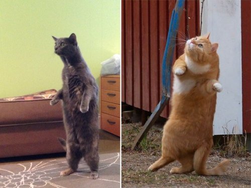 Кошки, которые уже научились стоять на двух ногах (20 фото)