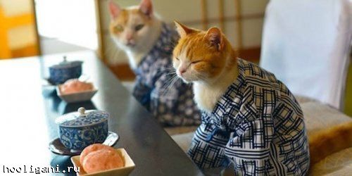 <br />
				Новый фототренд в Японии: кошки в кимоно (21 фото)<br />
							