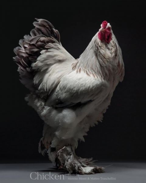 Петухи и курицы, которые в фотографиях Маттео Транкеллини похожи на супермоделей (16 фото)