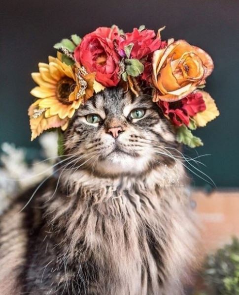 Художница создаёт цветочные короны для домашних питомцев, и они в них — настоящие королевы и короли наших сердец (25 фото)