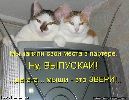 <br />
				Новая котоматрица на hooligani.ru (29 фото)<br />
							