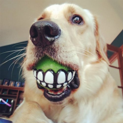 Мячик с зубами, который должен быть в игрушках у каждой собаки (20 фото)