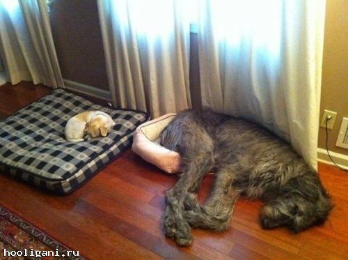 <br />
				Спящие собаки (30 фото)<br />
							