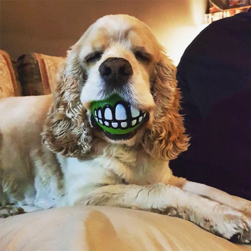Мячик с зубами, который должен быть в игрушках у каждой собаки (20 фото)