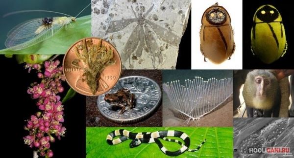 <br />
				Десять видов животных и растений, которые потрясли мир в 2012 году<br />
							