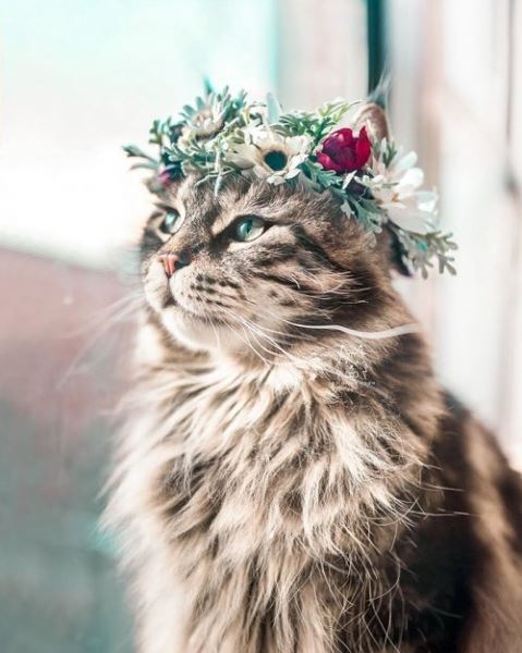 Художница создаёт цветочные короны для домашних питомцев, и они в них — настоящие королевы и короли наших сердец (25 фото)