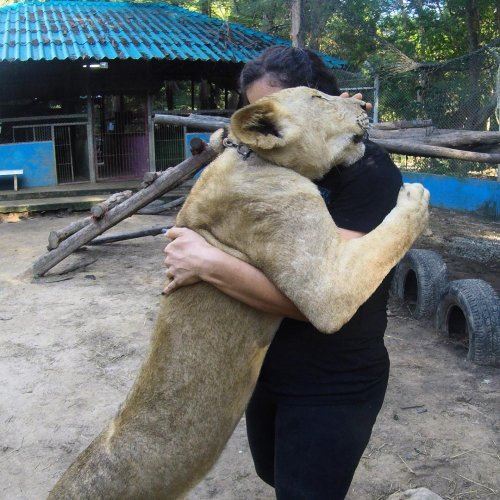 19 животных, которые больше всего на свете любят обниматься