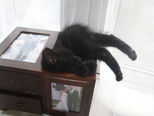 Кошки, которые заснули в самых невообразимых местах и позах (31 фото)