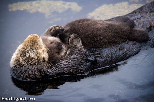 <br />
				Мимими дня: новорождённый детёныш морской выдры спит на животе своей матери (5 фото   видео)<br />
							