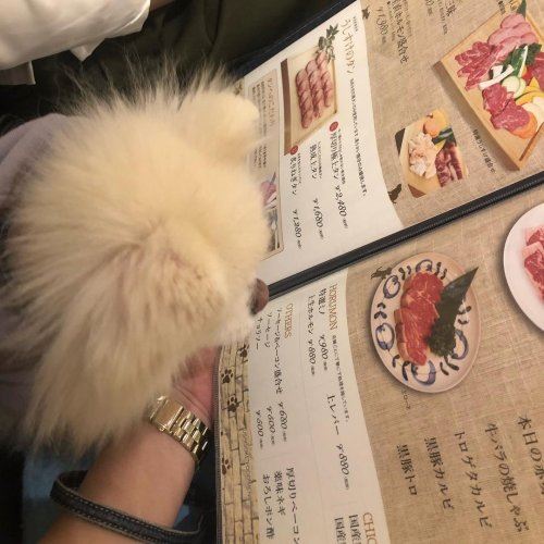 В Японии есть рестораны, где можно самому пожарить себе блюдо на гриле. А теперь туда можно прийти поесть вместе со своей собакой! (4 фото + 3 видео)