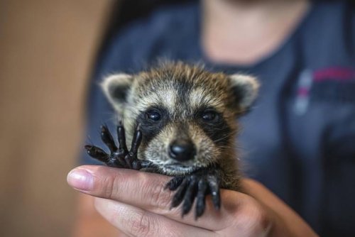 Забавные животные, которые вызовут улыбку и поднимут настроение (30 фото)