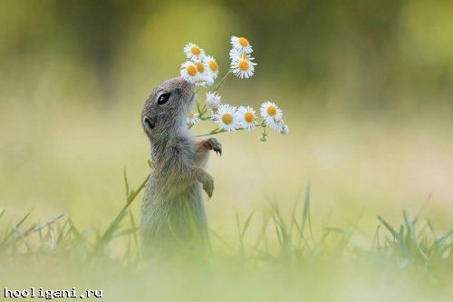 <br />
				Очаровательные животные, нюхающие цветы, покорят ваше сердце (34 фото)<br />
							